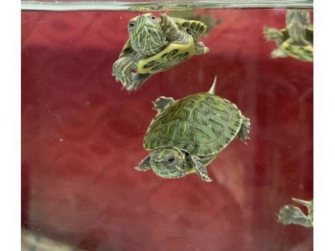 Minik kaplumbağa antalya yeni ilan
