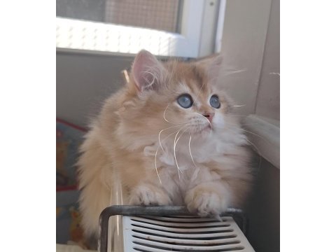 British longhair golden ny12