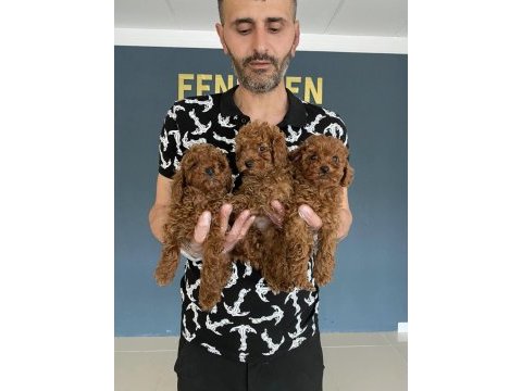 Wc egitimli toy poodle yavrularımız fenomen pets ankara