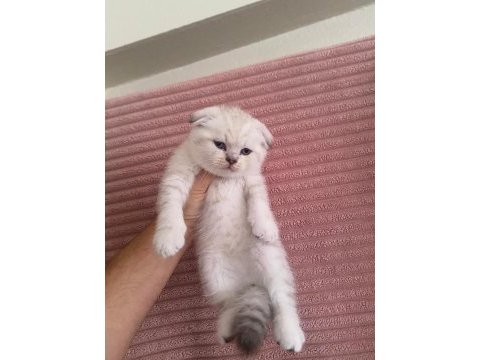 Erkek scottish fold yavrumuz