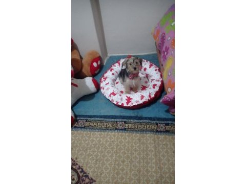 3 aylık morkie