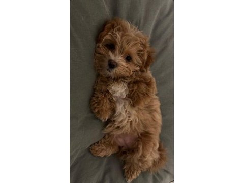 Maltipoo bebekler