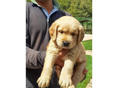 Ruhsatli çiflikten özel golden retriever yavrulari 