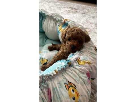 Temas bağımlısı dişi poodle bebek