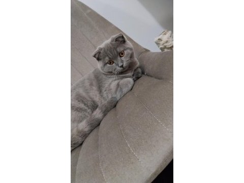 Yavru british shorthair