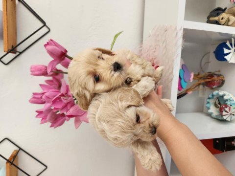 45 günlük maltipoo yavrularımız