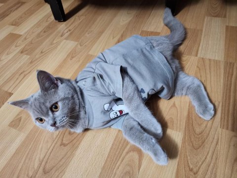 British shorthair lilac renk