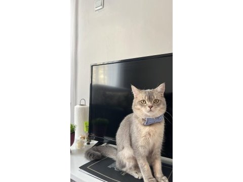 Uysal kedi