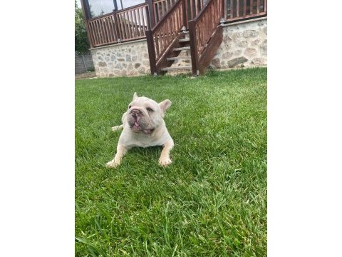 Yetişkin kaliteli french bulldog eğitimli