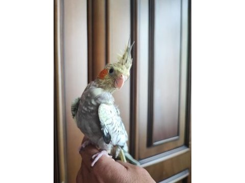 1.5 aylık yeme düşmek üzere yavru sultan