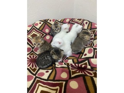 Kediler için ulaşın
