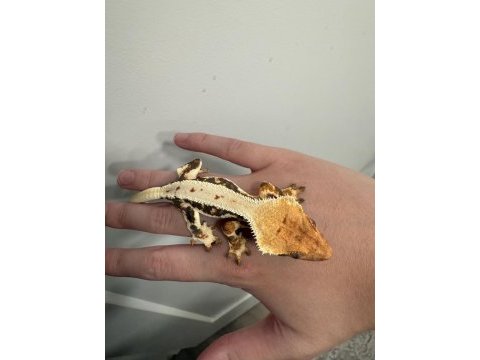 Sağlıklı ve kaliteli crested geckolar