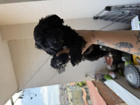 Acil uygun maltipoo