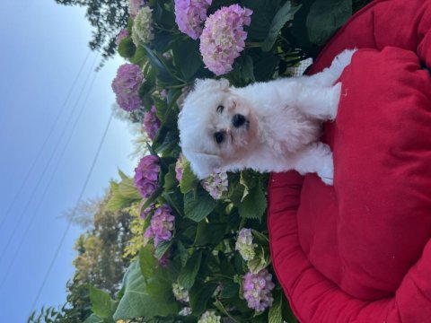 Orjinal kar beyaz bichon frise yavrular 
