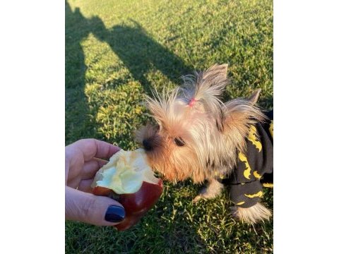 Eğitimli asla büyümeyecek en küçük köpeğimiz