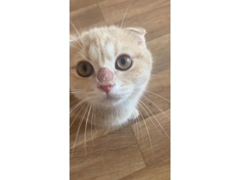 3 aylık golden scootish