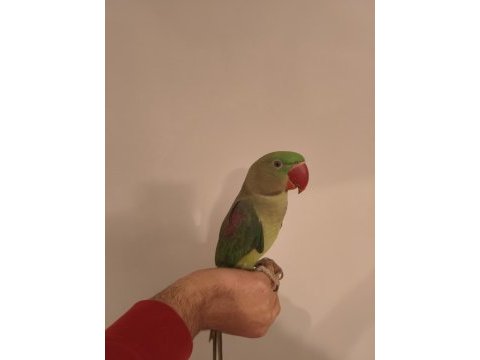 Acil satılık alexander papağanı