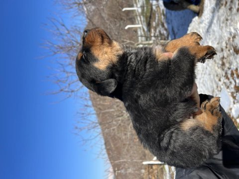 A kalite rottweiler yavruları