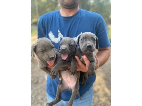Cane corso blue yavrular