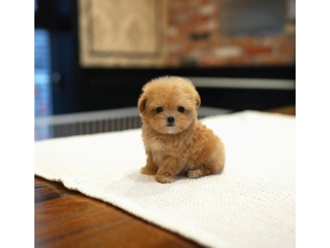 Sağlık garantili safkan maltipoo yavrularımız