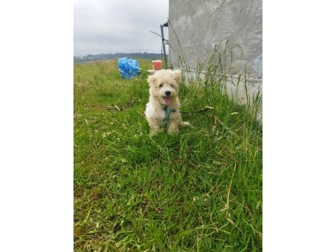 Sahibinden uyguna acil maltipoo