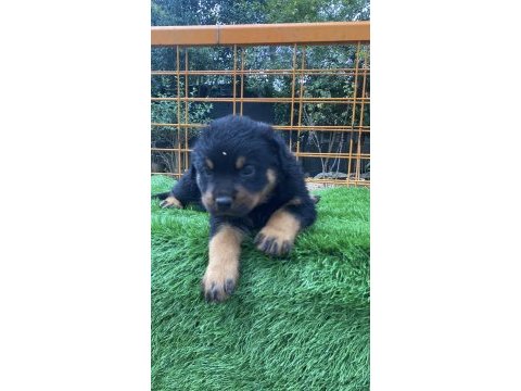 Son dişi yavru rottweiler