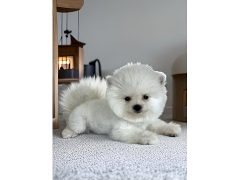 Kar beyaz ayı surat pomeranian boo erkek yavru