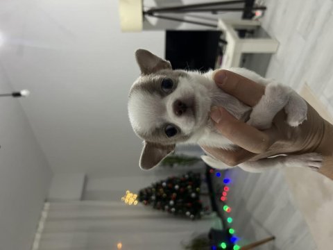 Micro nadir renk ve muhteşem anatomi chihuahua