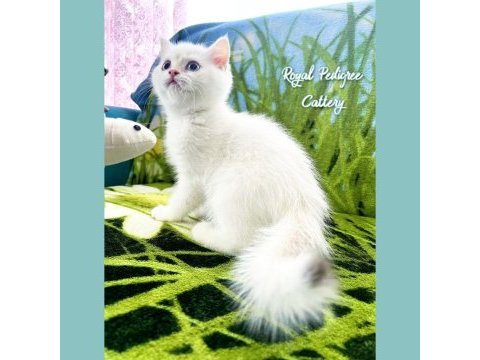 3 aylık by33 british shorthair dişi