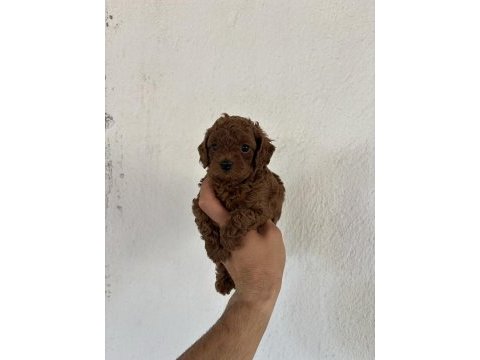 Toy poodle kore bebekler ile sizler tanıştınız mı