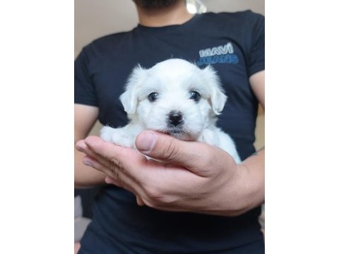 Safkan 0 numara mini boy maltese terrier yavrular