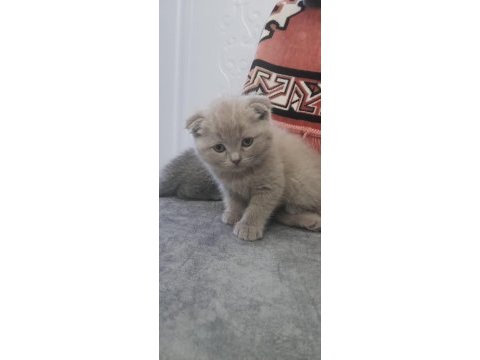 2 aylık ve 1.5 yaşında kedimi sahiplendirmek istiyorum