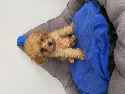Teacup toy poodle yavrumuz yeni ailesini arıyor