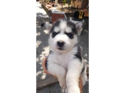 1 aylık safkan yavru huskyler