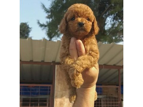 Süper toy poodle bebişler