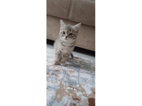 Minnoş kedimiz yeni ailesini arıyor