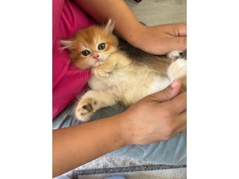 British longhair miniklerim
