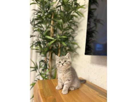 Evinizin neşesi brıtısh shorthair yavrular 