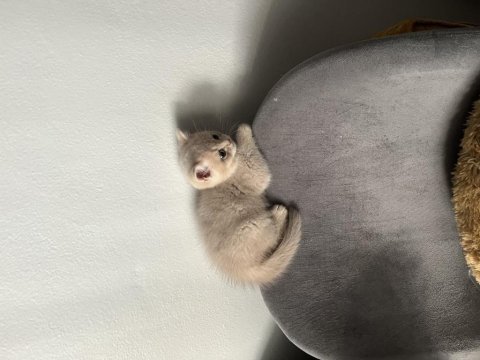 2 aylık british shorthair