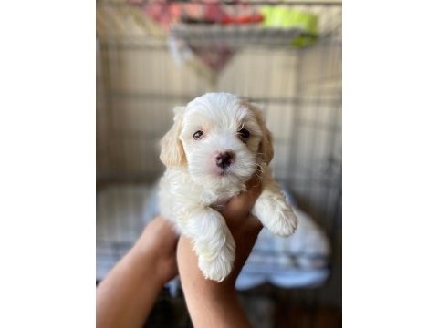 Terrier yavrumuz yeni ailesini arıyor