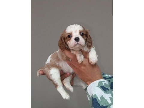 Cavalier king charles yavruları