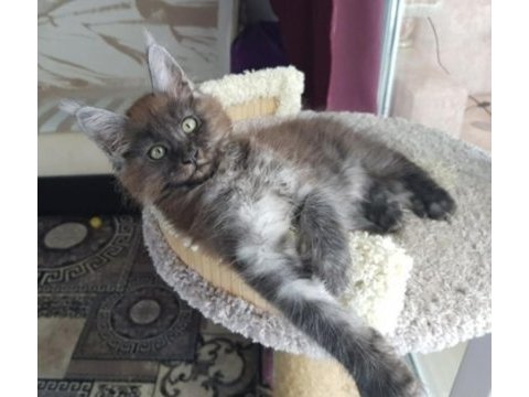 Maine coon erkek black smoke wcf