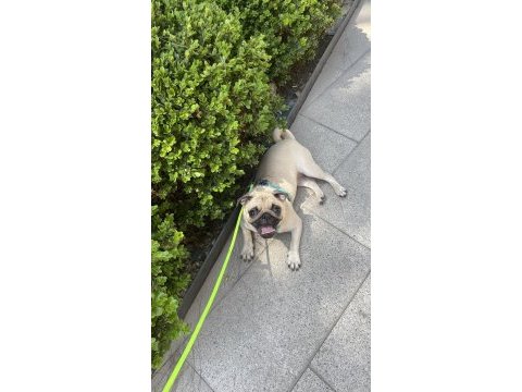 7 aylık dişi pug
