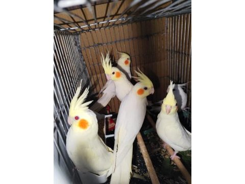 7 adet ev kuşu hobi amaçlı besledim sahiplendirimecek