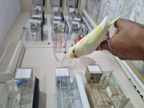 Ele alıştırmalık yeme alışık yeni muhabbet yavrular