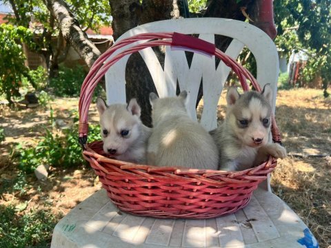 Husky yavrularımız ırk garantilidir