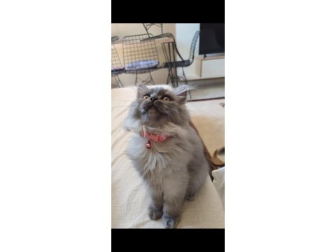3 buçuk aylık dişi bir melek british longhair