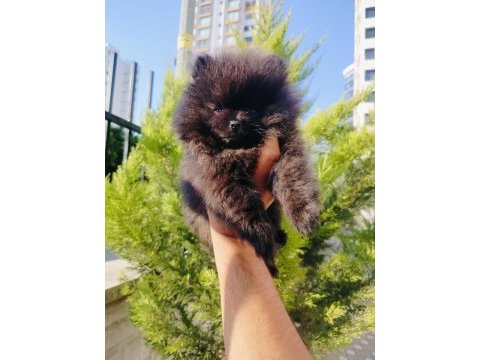 Siyah inci pomeranian yavruları
