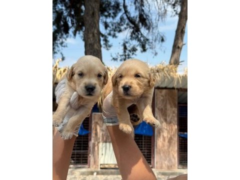 Golden retriever yavrularımız