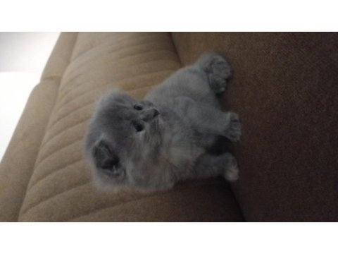 Scottish fold kızımıza yuva